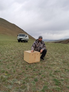 Потомки кош-агачских соколов балобанов вернулись на Алтай  